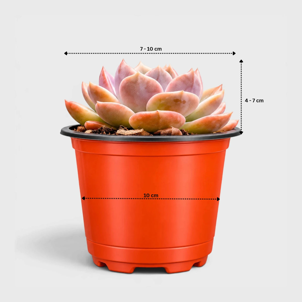 Echeveria Eclipse Glow with colourful succulent foliage