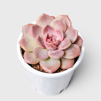 5 Echeveria Succulent Plants Collection – Colourful, Well-Rooted Rosettes