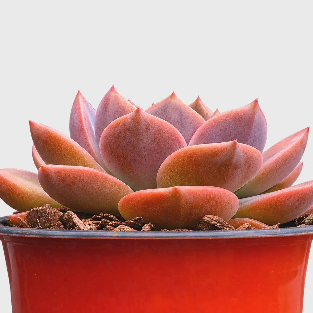 Echeveria Eclipse Glow with a distinctive rosette shape