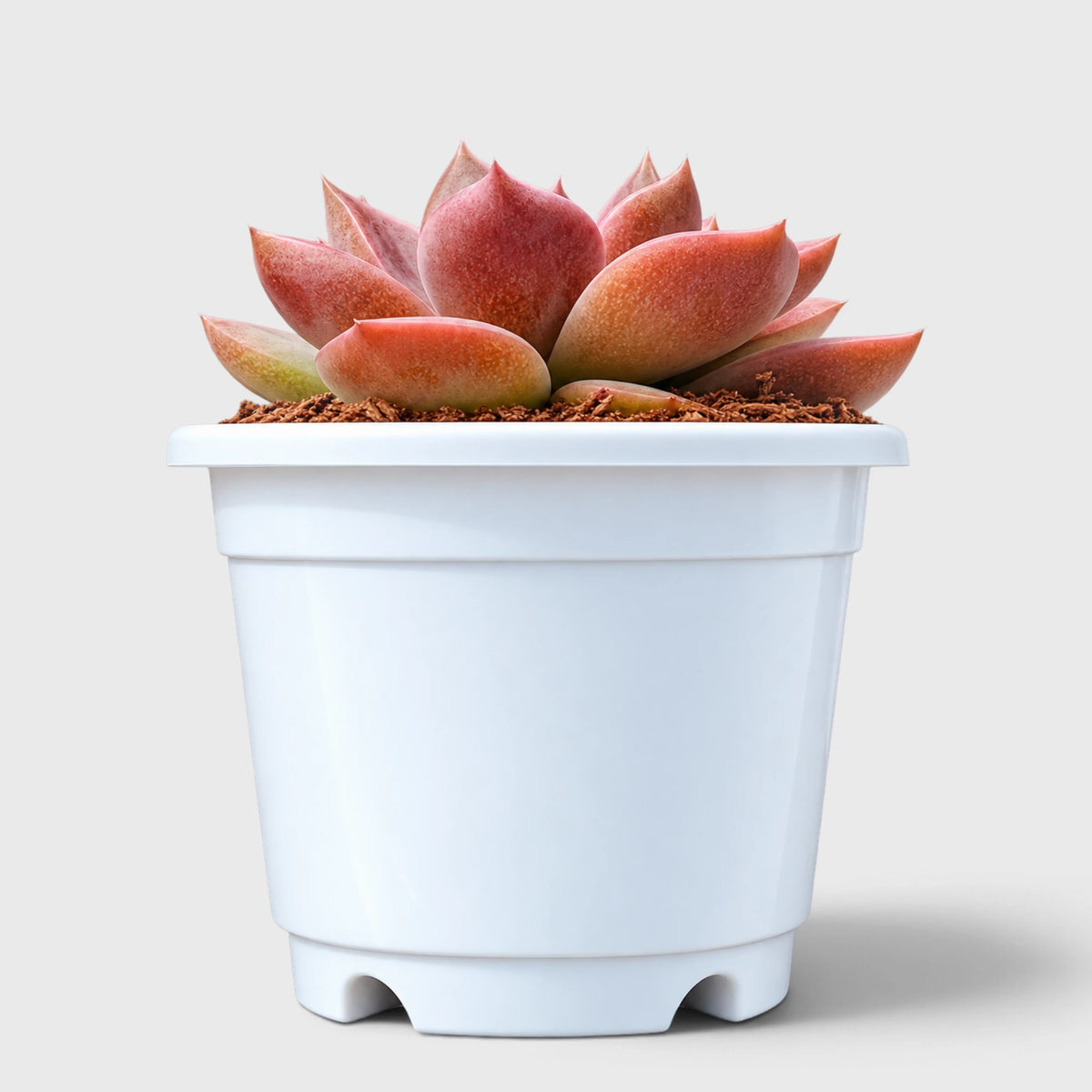 5 Echeveria Succulent Plants Collection – Colourful, Well-Rooted Rosettes