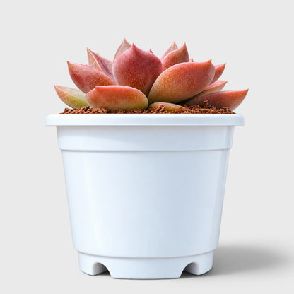 5 Echeveria Succulent Plants Collection – Colourful, Well-Rooted Rosettes