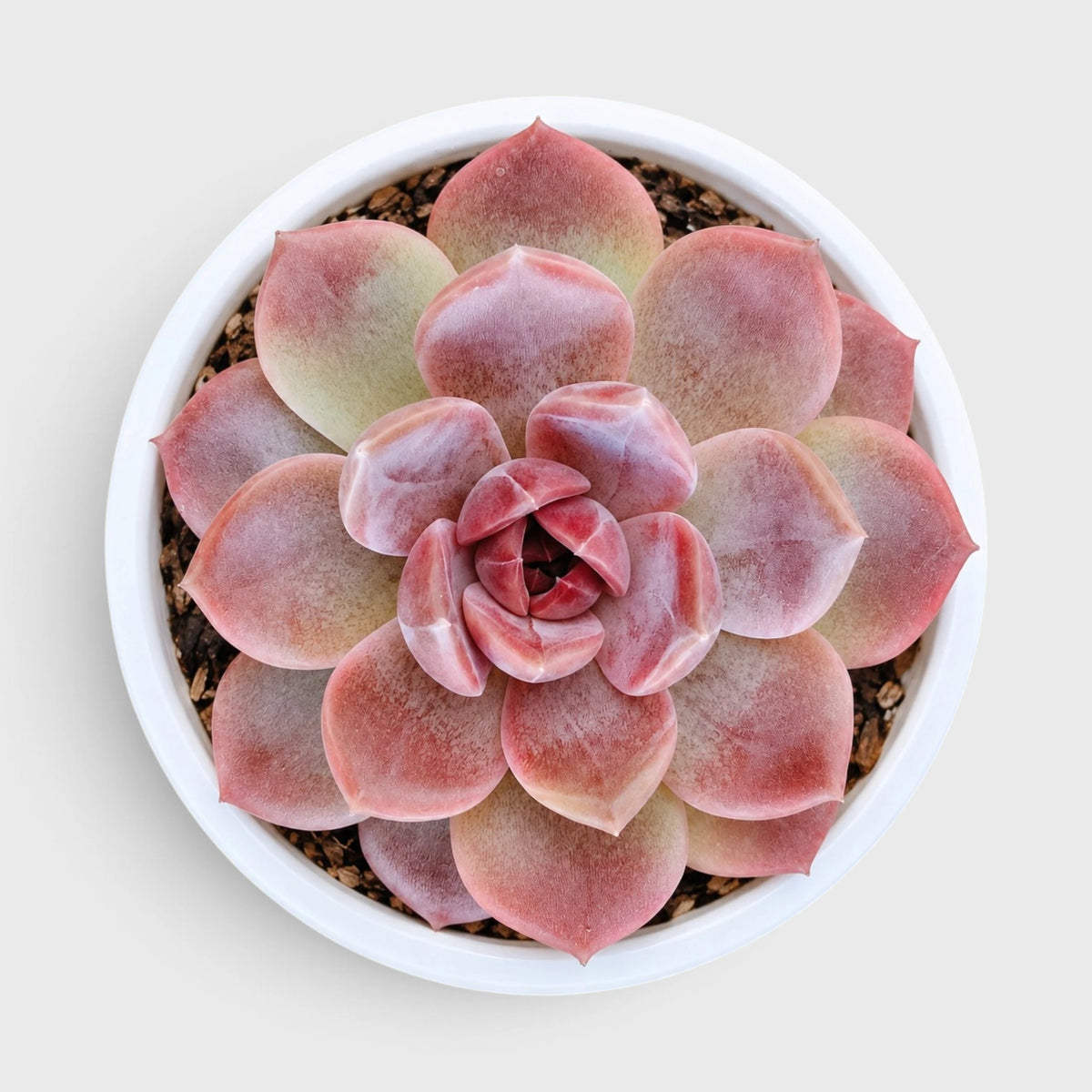 5 Echeveria Succulent Plants Collection – Colourful, Well-Rooted Rosettes