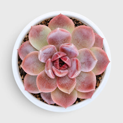 5 Echeveria Succulent Plants Collection – Colourful, Well-Rooted Rosettes