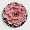 Echeveria Eclipse Glow – Rare Hybrid Rosette Succulent