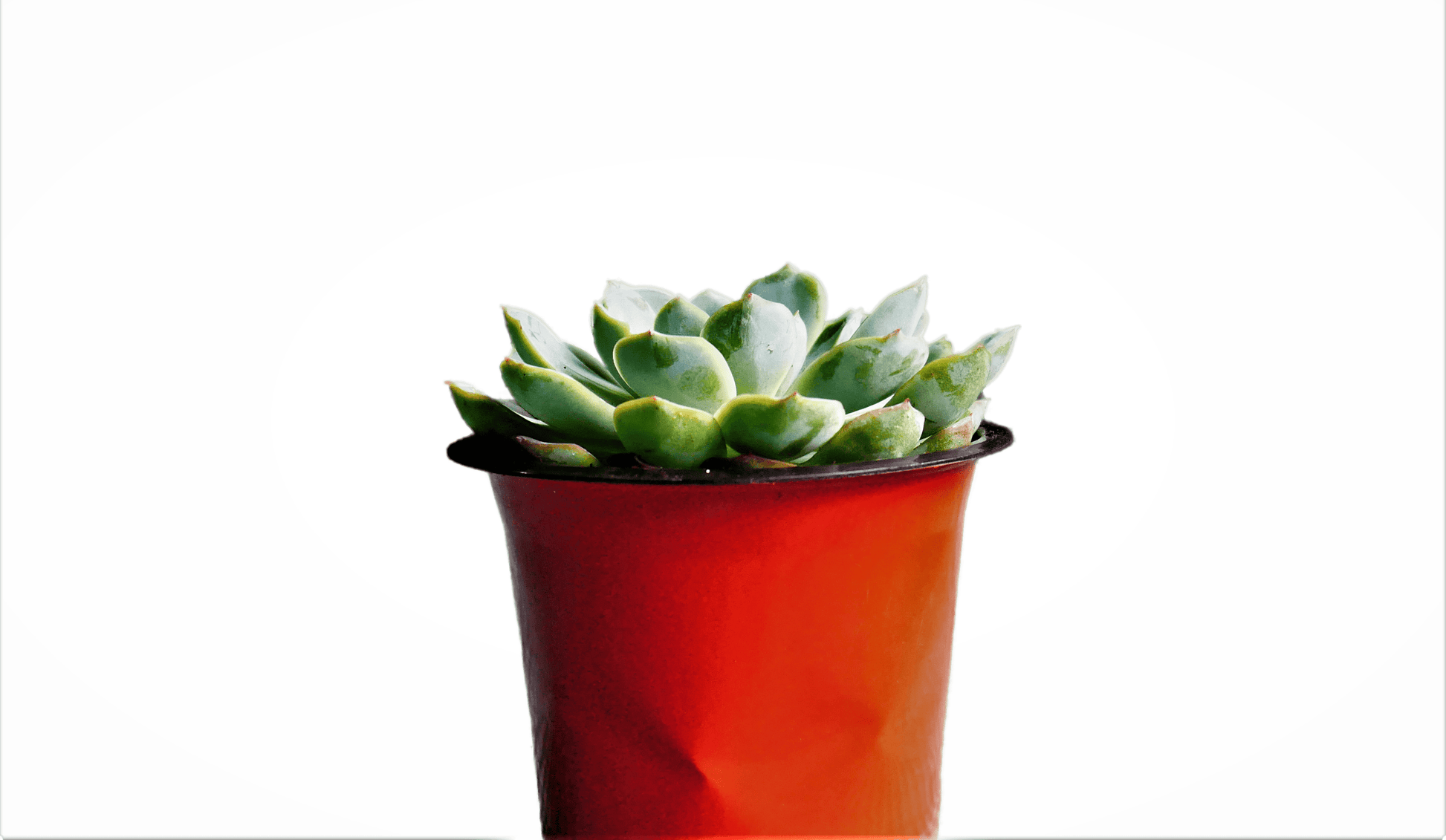 Echeveria Elegans Rose Succulent Plant | Size 3 to 4 inches in diameter - My Store
