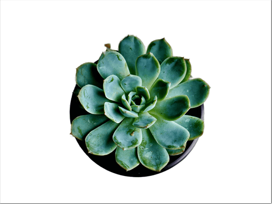 Echeveria Elegans Rose Succulent Plant | Size 3 to 4 inches in diameter - My Store