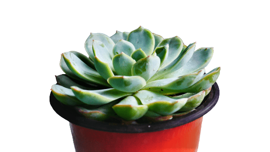 Echeveria Elegans Rose Succulent Plant | Size 3 to 4 inches in diameter - My Store