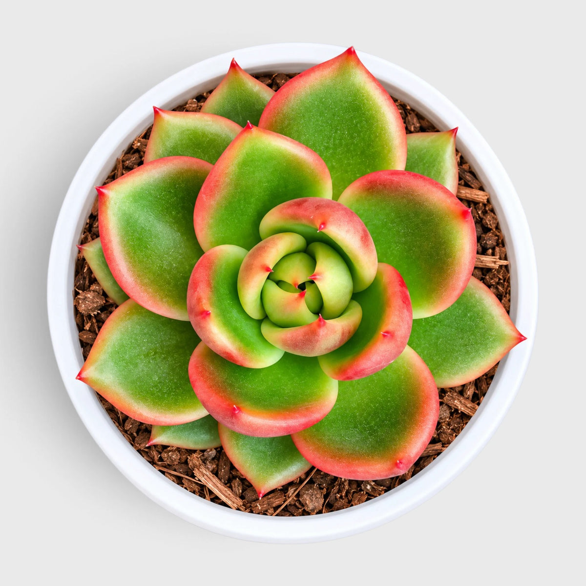 Echeveria Emerald Halo succulent plant