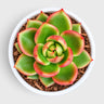 Echeveria Emerald Halo – Rare Nursery-Bred Hybrid Succulent