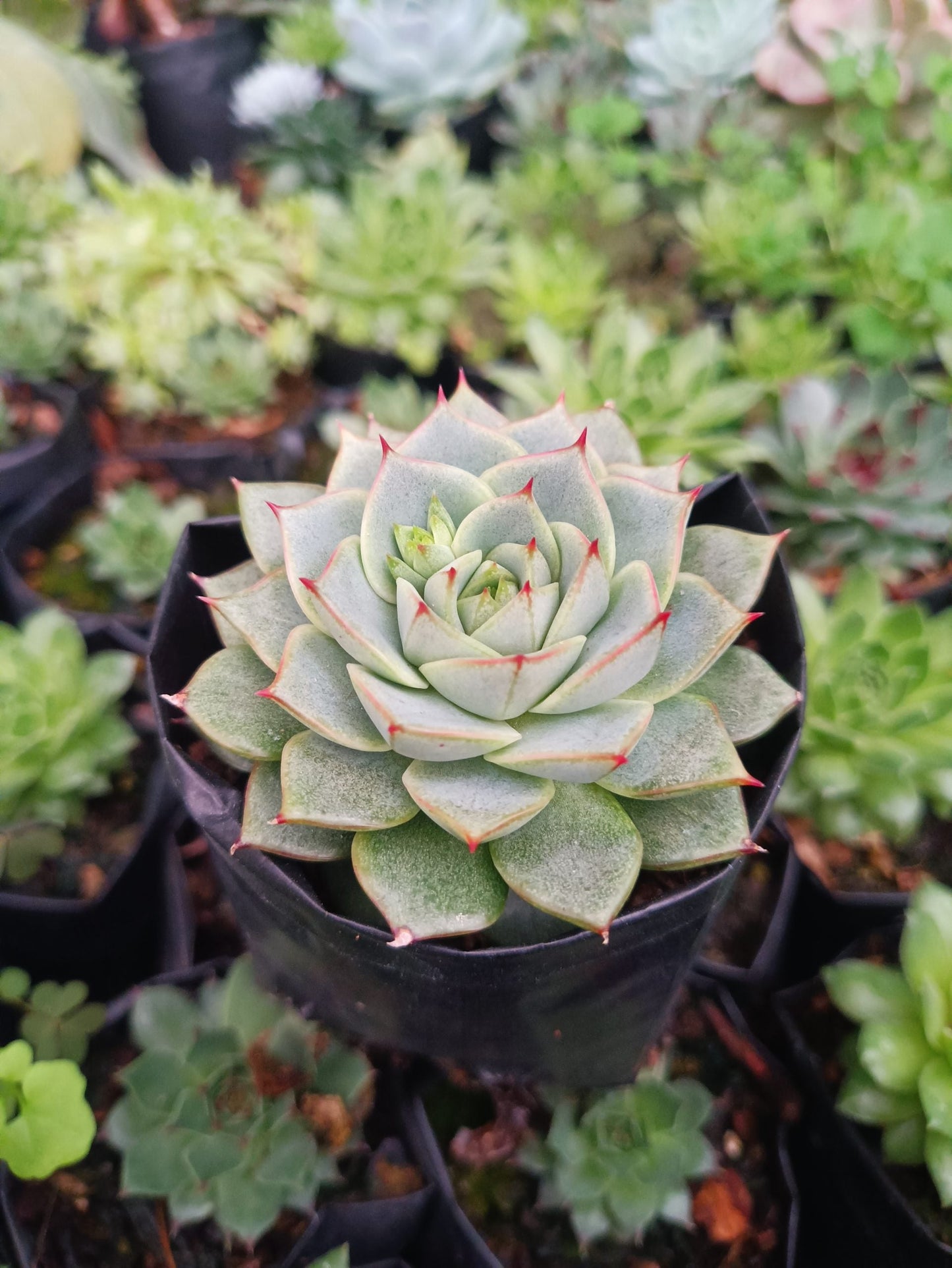 Echeveria Fabiola Succulent - Bring Beauty Home! - My Store