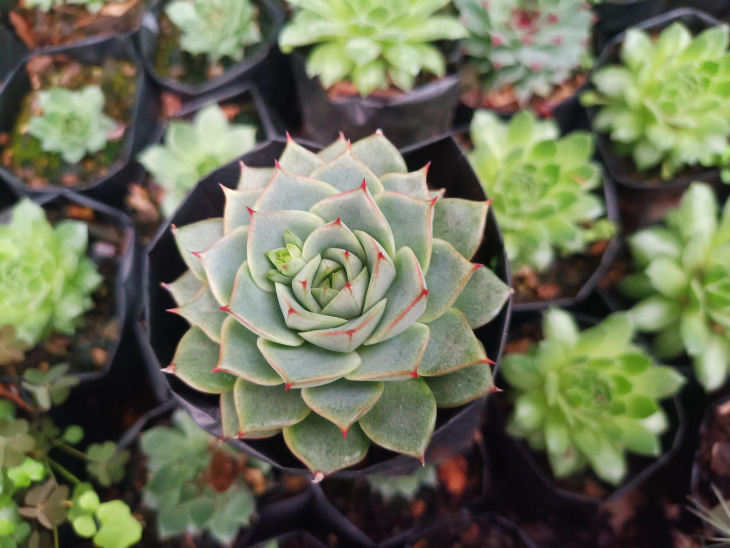 Echeveria Fabiola Succulent - Bring Beauty Home! - My Store