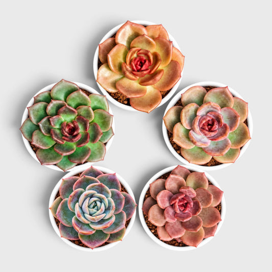 5 Echeveria Succulent Plants Collection – Colourful, Well-Rooted Rosettes