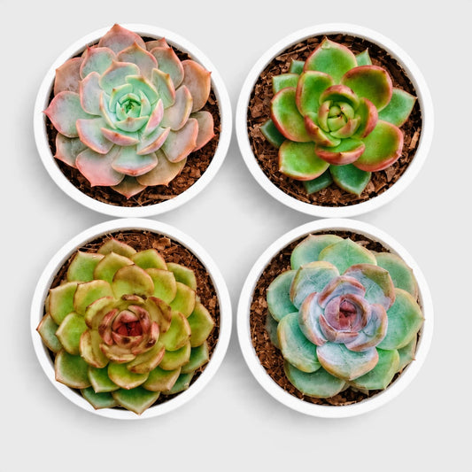 4 Colourful Echeveria Hybrid Succulent Collection – Set of 4