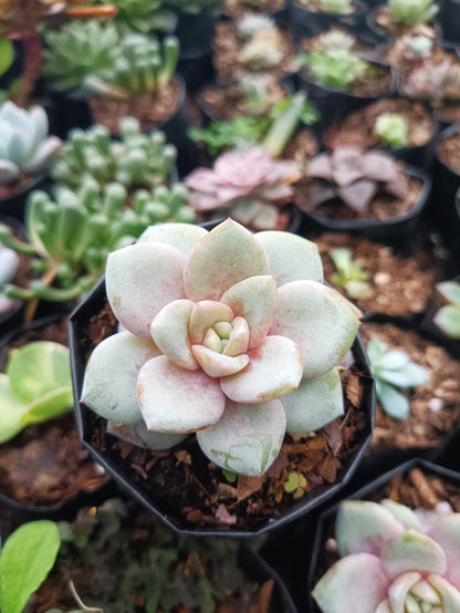 Echeveria German Champagne Succulent - Limited Time Offer on Frek.in! - My Store
