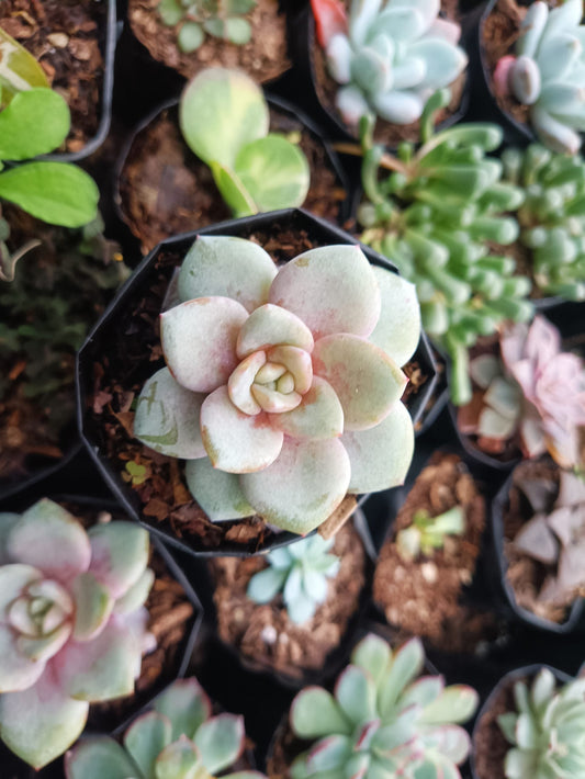 Echeveria German Champagne Succulent - Limited Time Offer on Frek.in! - My Store