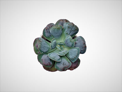 Echeveria Heart's Delight: Charming Heart - Shaped Succulent - My Store