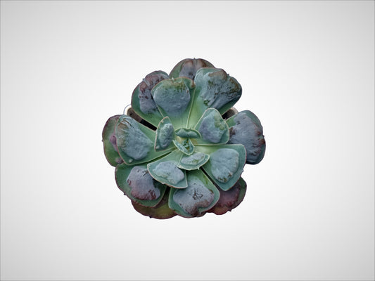 Echeveria Heart's Delight: Charming Heart - Shaped Succulent - My Store