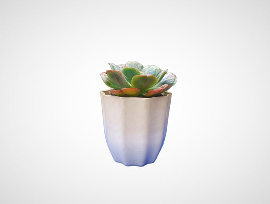 Echeveria Heart's Delight: Charming Heart - Shaped Succulent - My Store