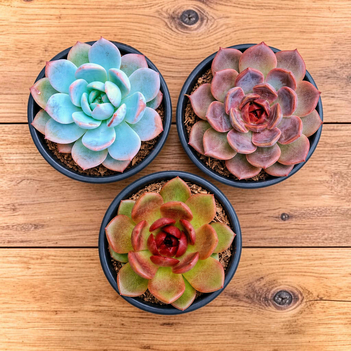 Echeveria Hybrid Trio – 3 Colourful Collector Succulents Bundle