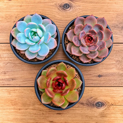 Echeveria Hybrid Trio – 3 Colourful Collector Succulents Bundle