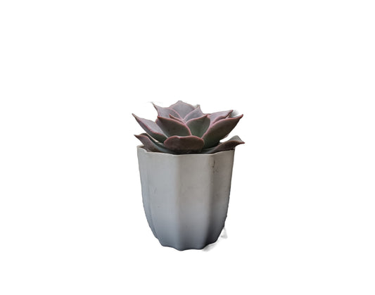 Echeveria Korean Madiba: A Regal Beauty - My Store