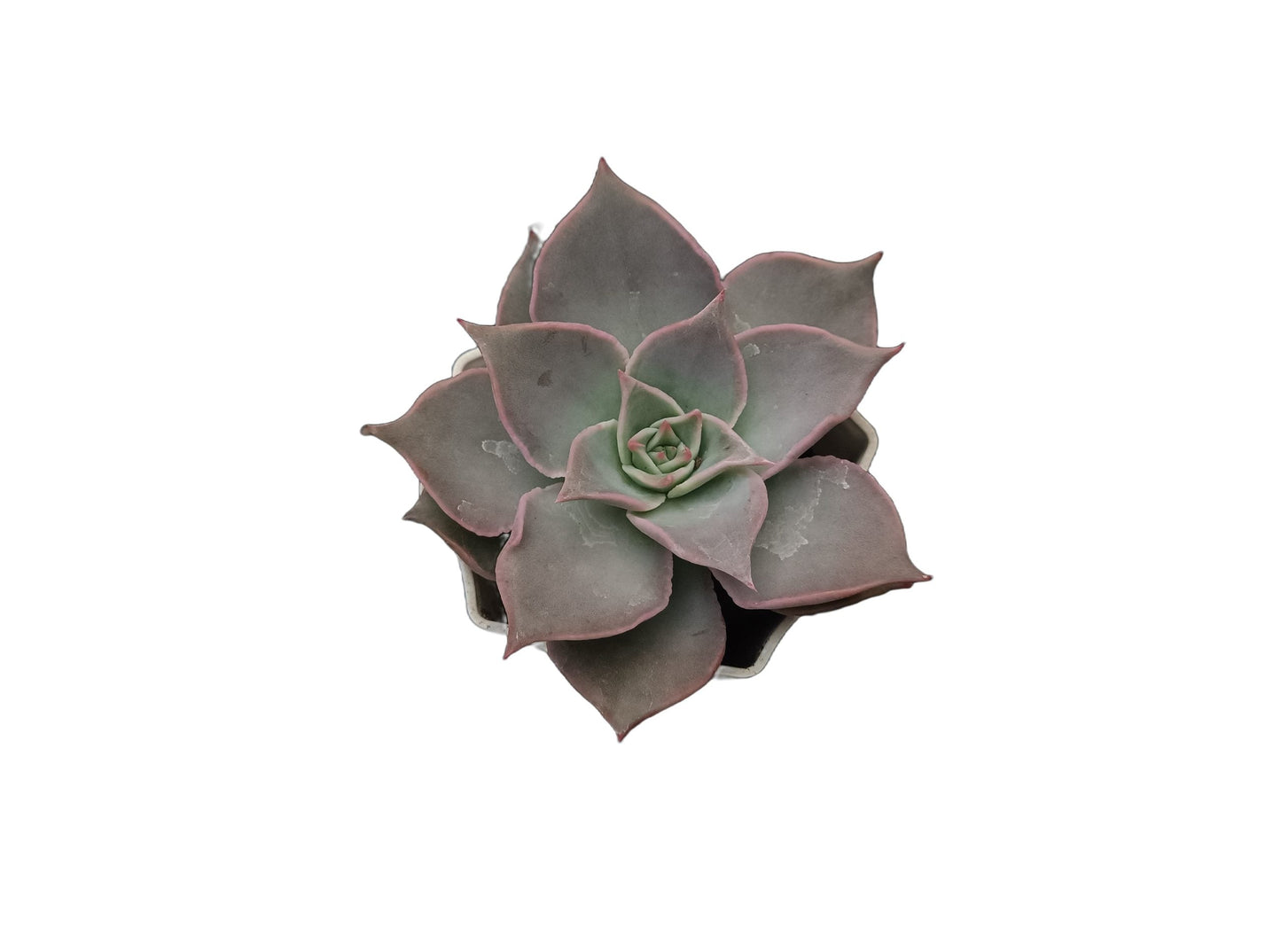 Echeveria Korean Madiba: A Regal Beauty - My Store