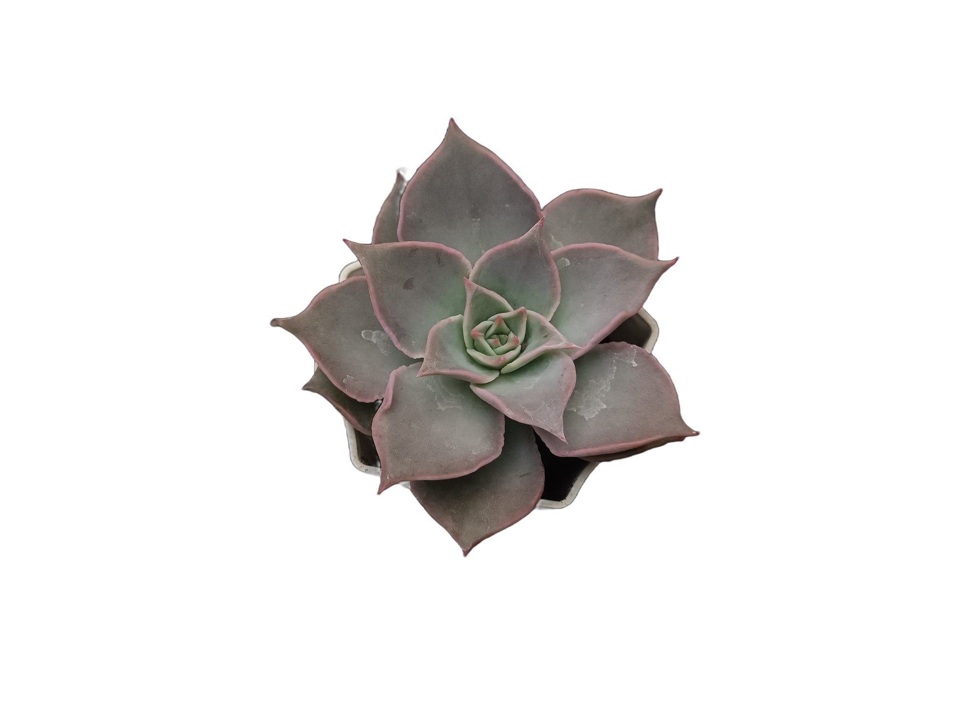 Echeveria Korean Madiba: A Regal Beauty - My Store