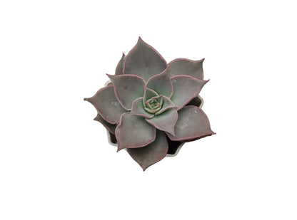 Echeveria Korean Madiba: A Regal Beauty - My Store
