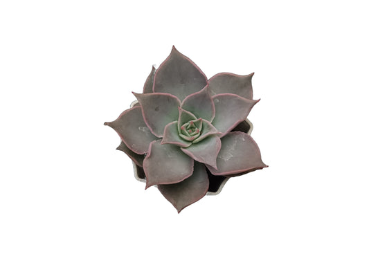 Echeveria Korean Madiba: A Regal Beauty - My Store