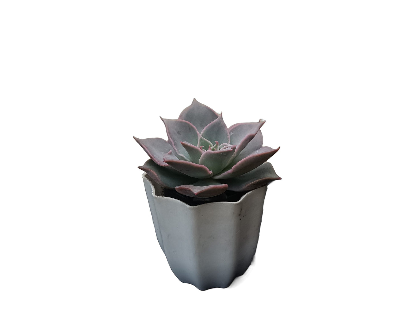Echeveria Korean Madiba: A Regal Beauty - My Store