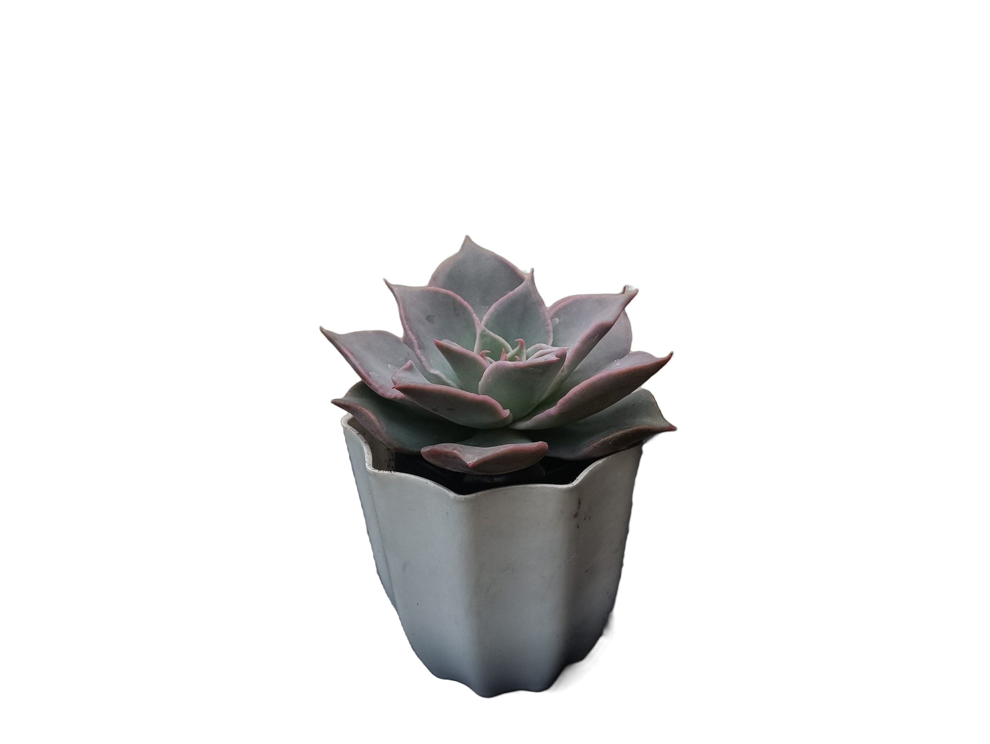 Echeveria Korean Madiba: A Regal Beauty - My Store