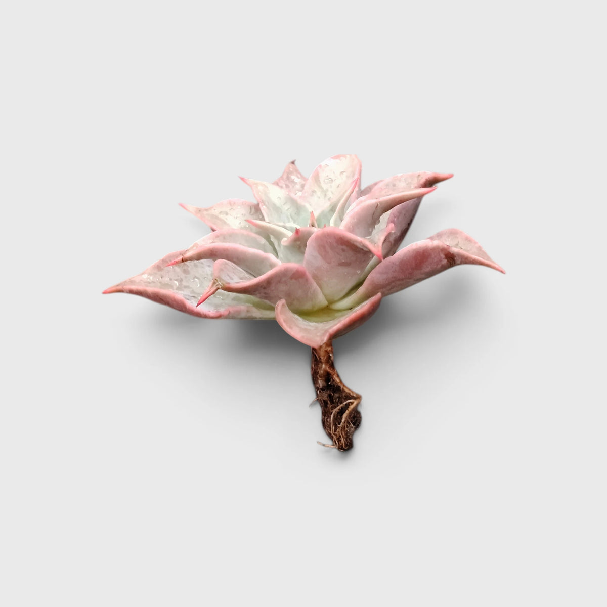 Echeveria Korean Madiba – Ruffled Rosette Succulent