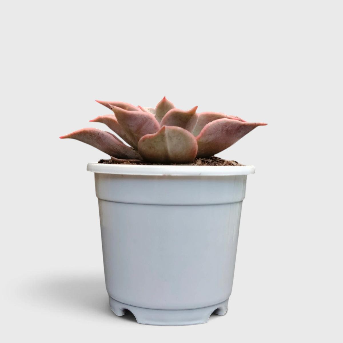 Echeveria Korean Madiba – Ruffled Rosette Succulent