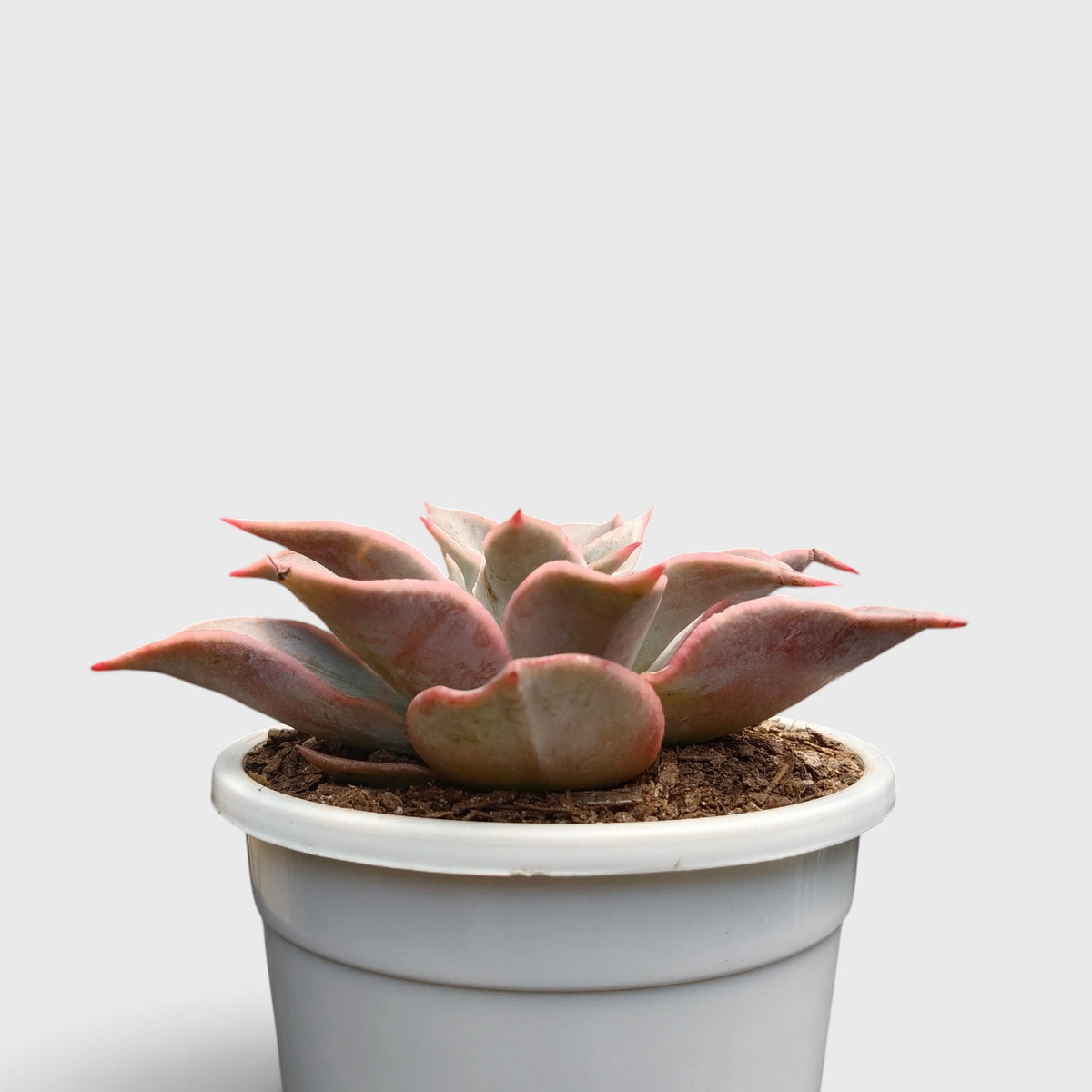 Echeveria Korean Madiba – Ruffled Rosette Succulent