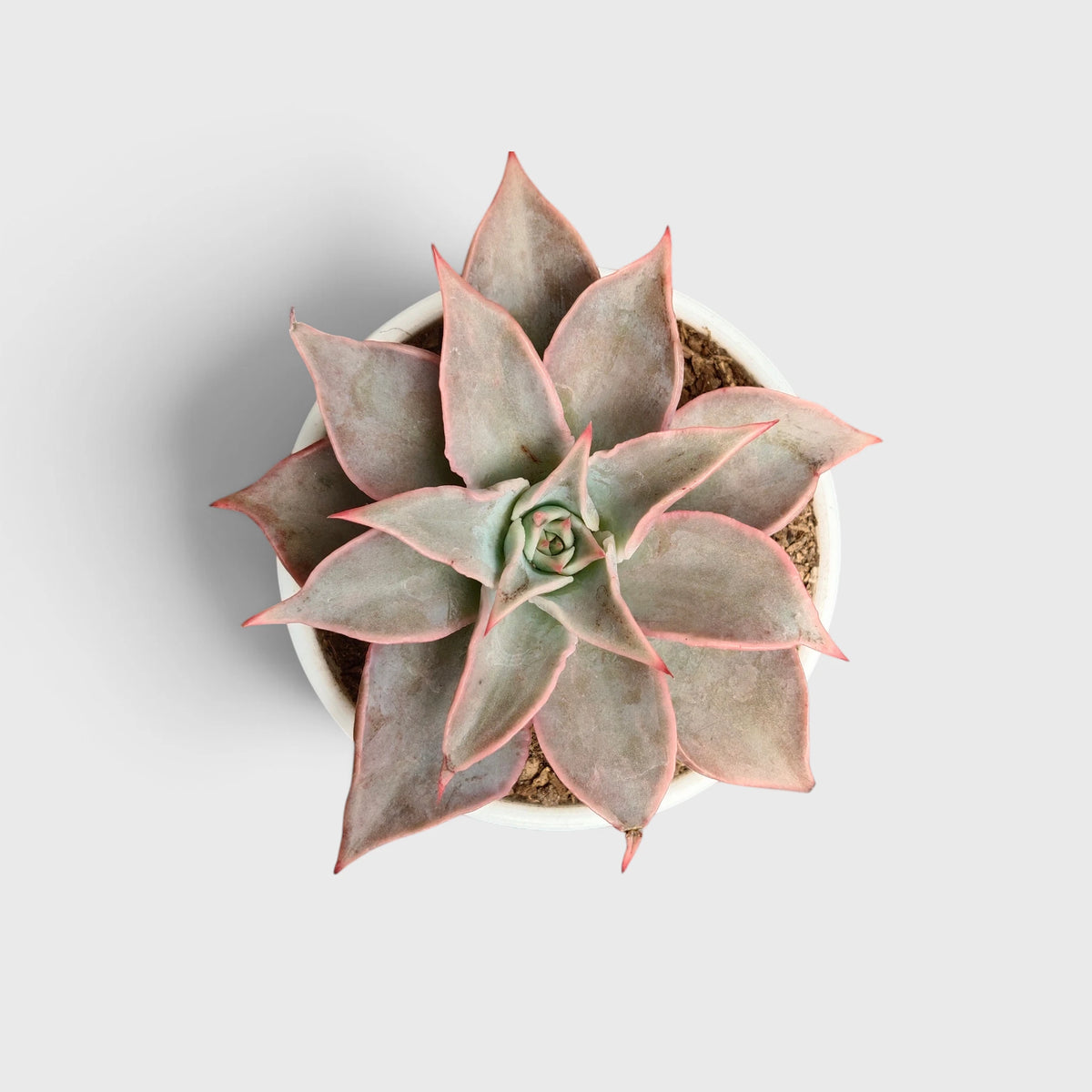 Echeveria Korean Madiba – Ruffled Rosette Succulent