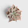 Echeveria Korean Madiba – Ruffled Rosette Succulent