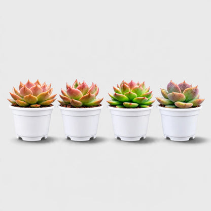 4 Colourful Echeveria Hybrid Succulent Collection – Set of 4