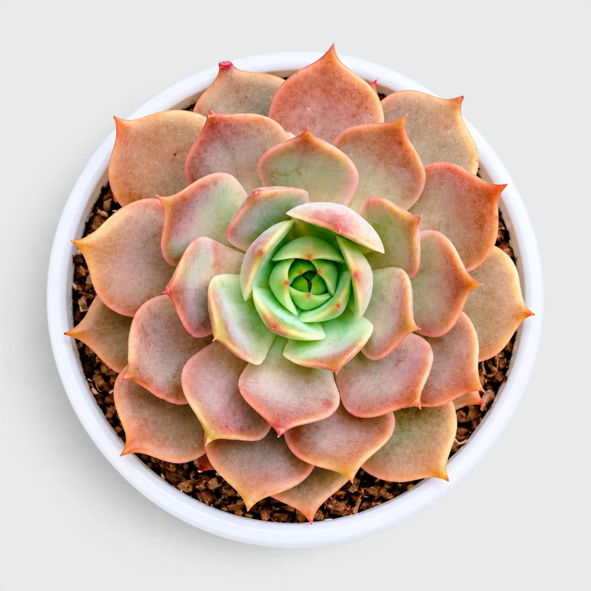 Echeveria Latte Rose Hybrid succulent plant