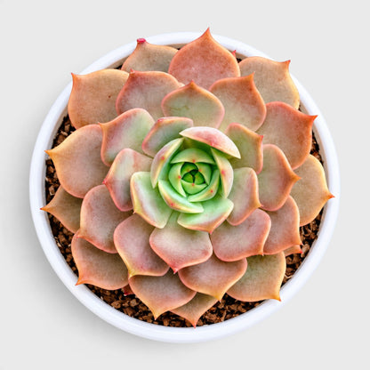 Echeveria Latte Rose Hybrid succulent plant