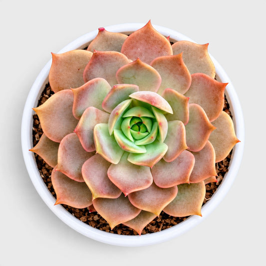 Echeveria Latte Rose Hybrid succulent plant