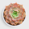 Echeveria Latte Rose Hybrid – Unique Collector Succulent