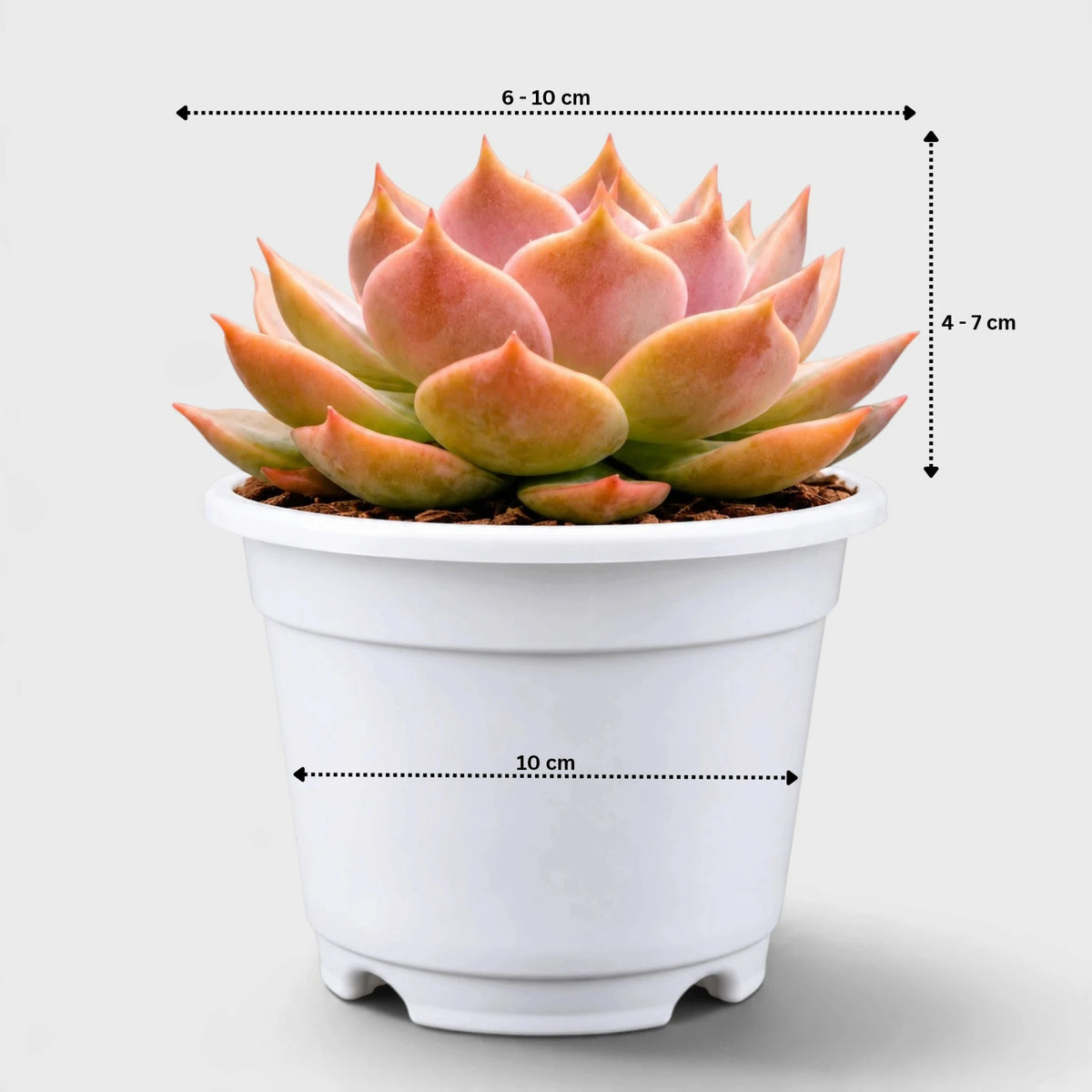 Echeveria Latte Rose Hybrid showing its rosette diameter