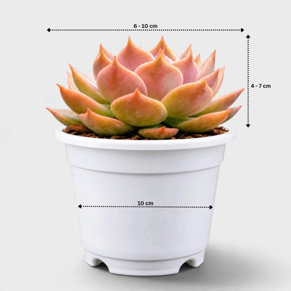Echeveria Latte Rose Hybrid showing its rosette diameter