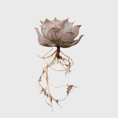 Echeveria Lilacina – Ghost Echeveria Succulent | Premium Silver Rosette Plant
