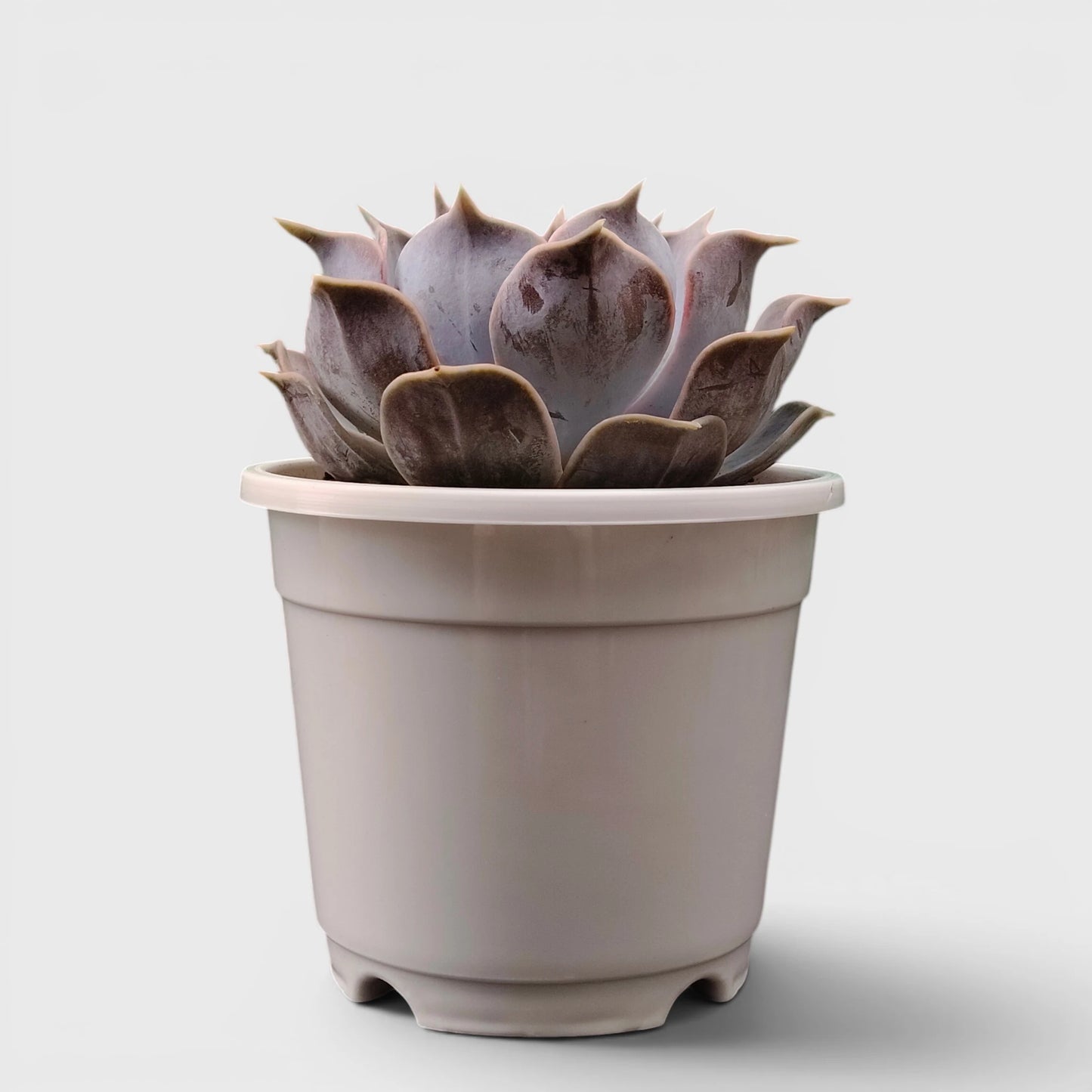 Echeveria Lilacina – Ghost Echeveria Succulent | Premium Silver Rosette Plant
