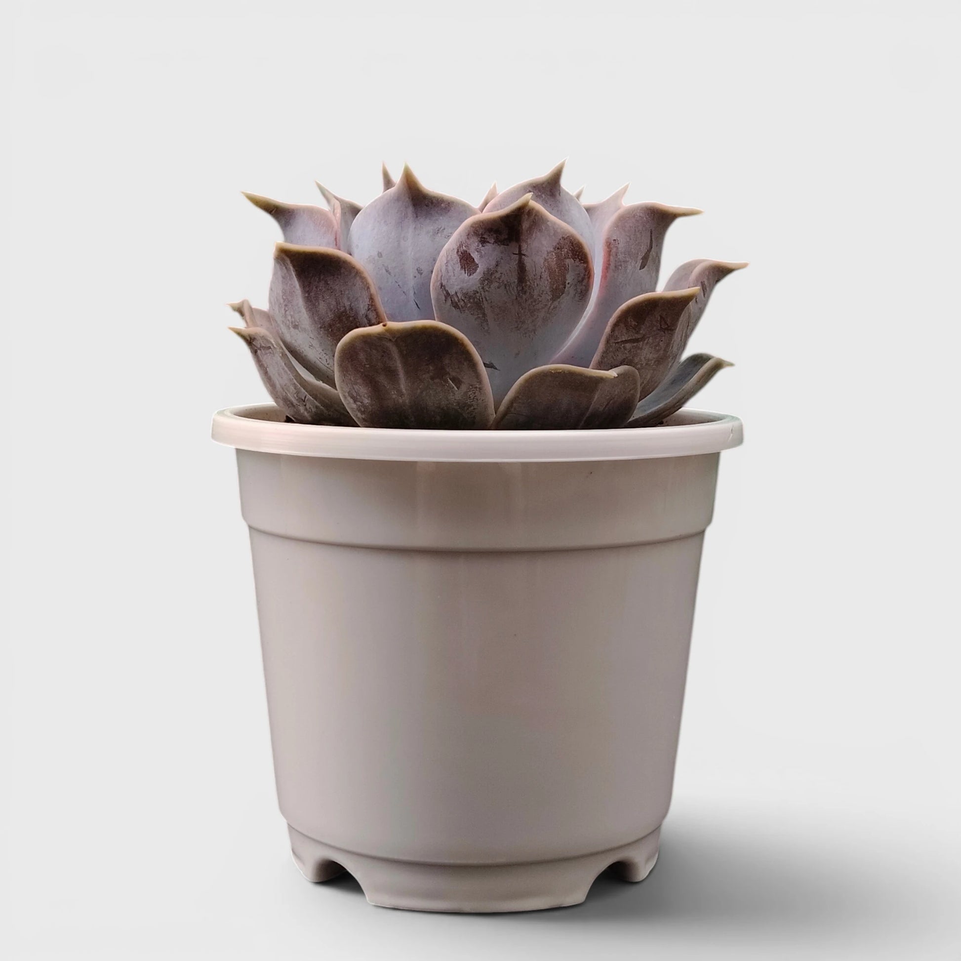 Echeveria Lilacina – Ghost Echeveria Succulent | Premium Silver Rosette Plant