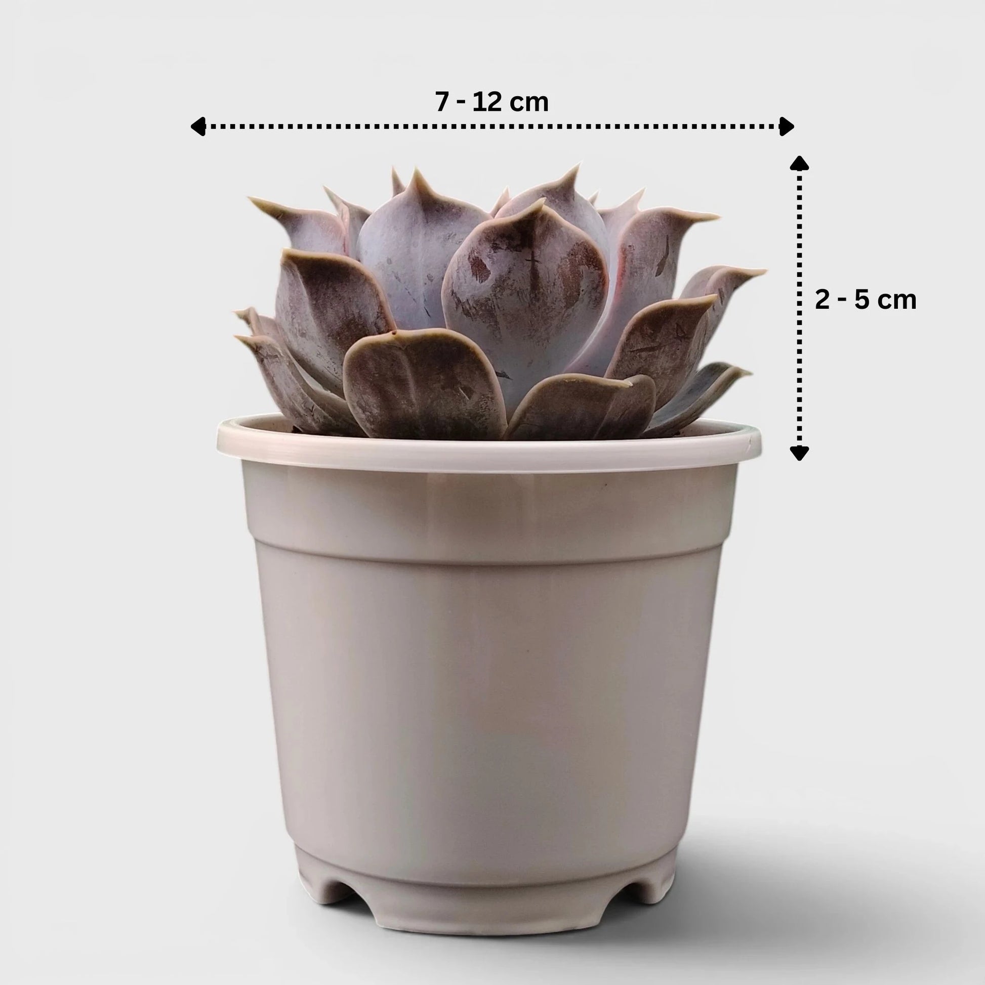 Echeveria Lilacina – Ghost Echeveria Succulent | Premium Silver Rosette Plant