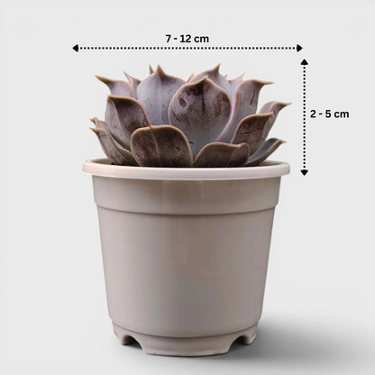 Echeveria Lilacina – Ghost Echeveria Succulent | Premium Silver Rosette Plant