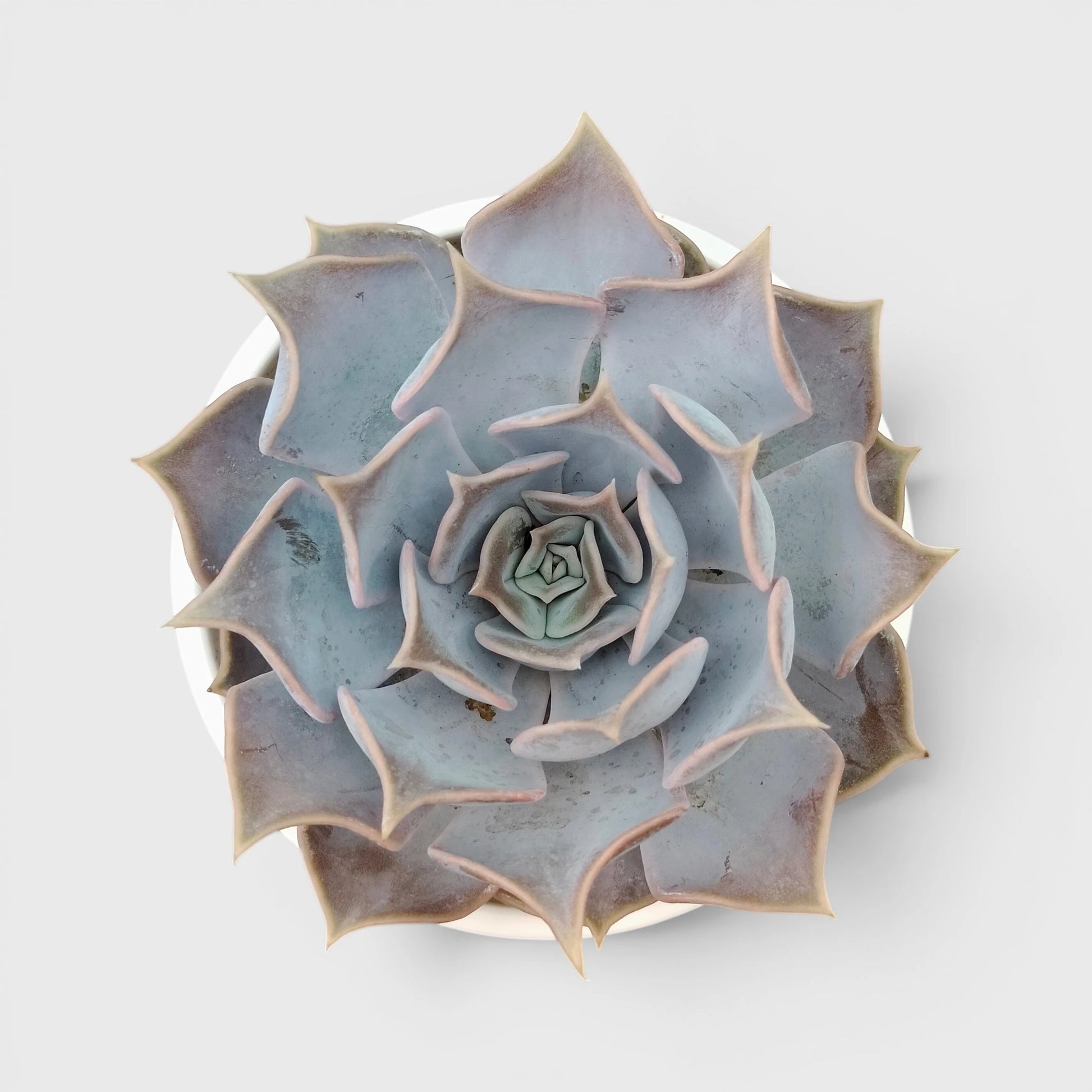 Echeveria Lilacina – Ghost Echeveria Succulent | Premium Silver Rosette Plant