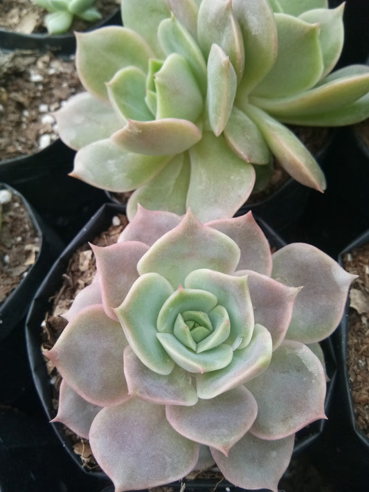 Echeveria Lola Hybrid: Grab yours at Frek! - My Store